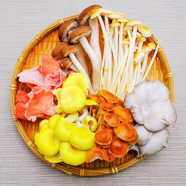 Amazon.co.jp: 新鮮生きのこセット 大 6種類 各1パック（6パック